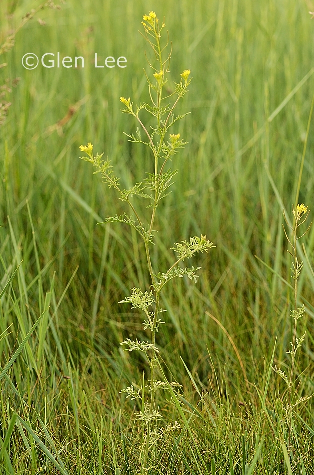 Descurainia sophia photos Saskatchewan Wildflowers